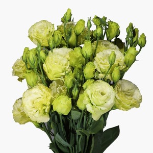 Products: Green Lisianthus