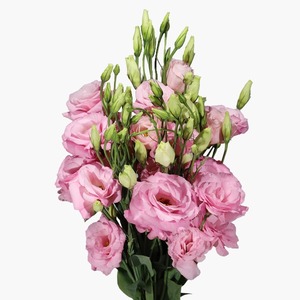 Products: Soft Pink Lisianthus