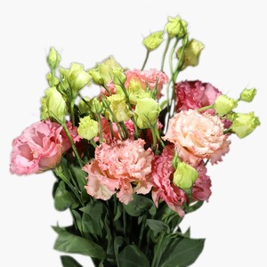Products: Mid Pink Lisianthus