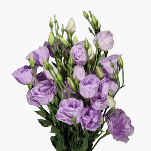 Products: Lilac Lisianthus