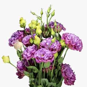 Products: Mid Purple Lisianthus