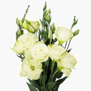 Products: Yellow Lisianthus