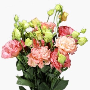 Products: Apricot Lisianthus