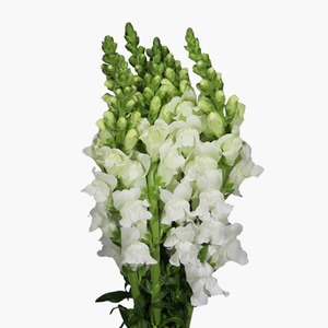 Products: White Snapdragon