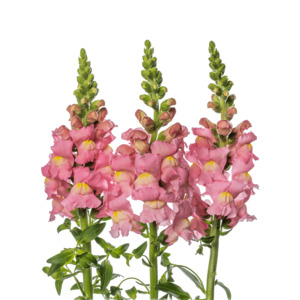 Pink Snapdragon