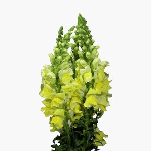 Products: Yellow Snapdragon