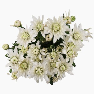 Products: Baltica White