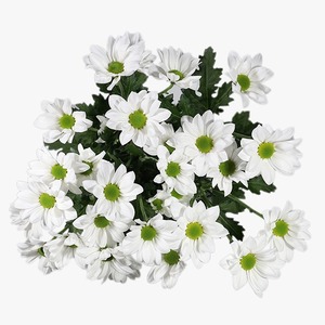 Products: White Daisy