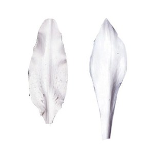 Petal Veiners