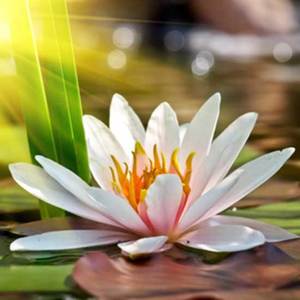 Lotus Flower Fragrance Oil - Candle Creations