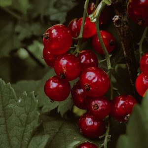 Products: Wild Currant & Sandalwood Fragrance Oil - Candle Creations