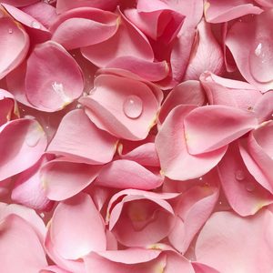 Rose Petals Fragrance Oil - Candle Creations