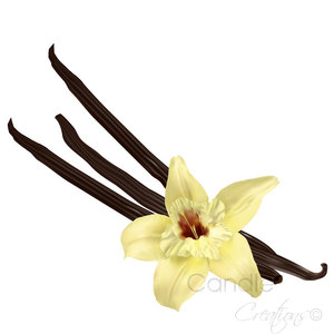 Products: Vanilla Fragrance Oil - Candle Creations
