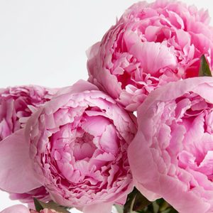Products: Pink Peony Fragrance Oil - Candle Creations