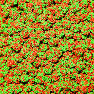Sour Watermelon Clusters