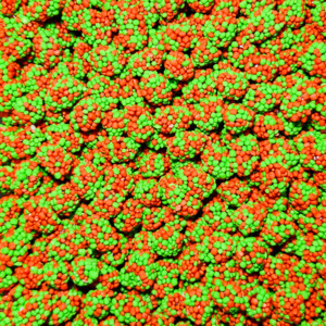 Gummy Clusters Watermelon 1kg