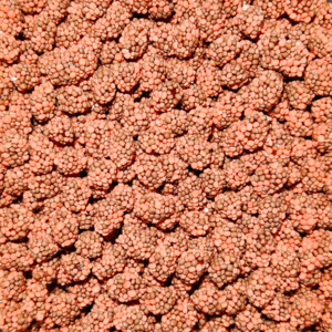 Frontpage: Gummy Clusters Strawberry 1kg