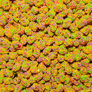 Frontpage: Gummy Clusters Rainbow 1kg