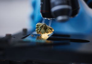 Medicinal Cannabis and Addiction: Separating Fact from Fiction