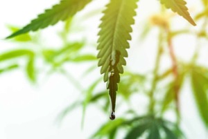 Medicinal Cannabis 101 – You Ask. We Answer