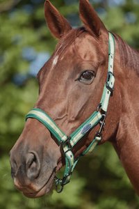 Halters: WEATHERBEETA COORDINATE HEADCOLLAR