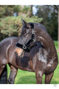 Lemieux Halter Leads: LeMieux Comfort Plus Headcollar Black