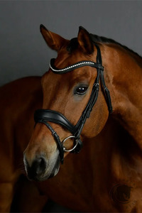 Bridles Reins Bits: COLLEGIATE COMFITEC OPULUX PADDED DRESSAGE BRIDLE