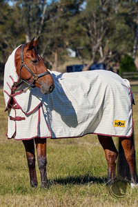 New Arrivals: SAXON KOOL COAT COTTON SHEET COMBO WHITE/BURGUNDY