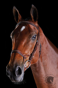 COLLEGIATE COMFITEC FANCY STITCH BRIDLE BROWN