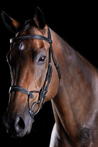 COLLEGIATE COMFITEC FANCY STITCH BRIDLE BLACK