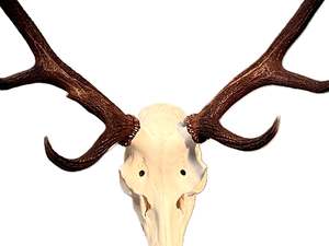 Products: Deer Skull Hanger Wall Mount Kit