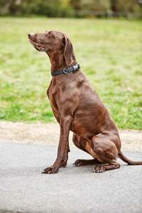 Dog: WeatherBeeta Elegance Dog Collar