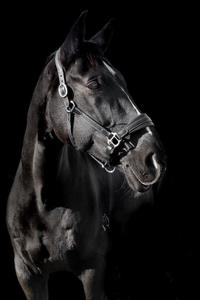 Etoile: Étoile Deluxe Leather Comfort Halter