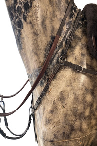 Étoile EQ Padded 3 Point Breastplate with Adjustable Bridge