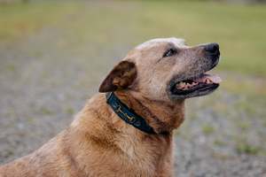 Dog Coats: Antique Finish Snaffle Bit Leather Dog Collars