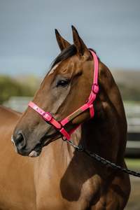 PCW Halter with Matching Iron Fittings