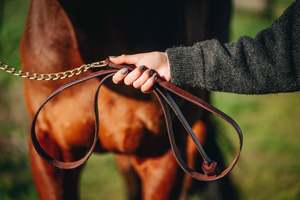 Halters Leads: Leather and Chain Showing Leads