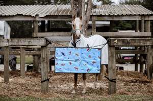 Stable Guards Show Gear: Sydney Antics Stable Guards