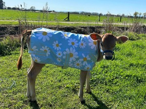 100g Daisy Calf Cover NZ 2.9 only