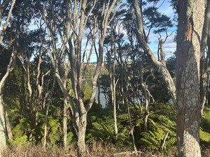 Voluntary Vintage Carbon Credits® - Ararimu 3,320 VVCC® Carbon Equities New Zealand