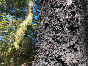 Voluntary Vintage Carbon Credits® - Inangahua 33,400 VVCC® Carbon Equities New Zealand