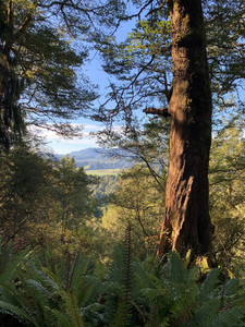 Voluntary Vintage Carbon Credits® - Wharetoto 34,740 VVCC® Carbon Equities New Zealand