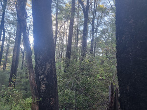 Voluntary Vintage Carbon Credits® - Hidden Valley 13,820 VVCC® Carbon Equities New Zealand