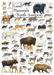 MasterPieces 1000 Piece Jigsaw - Land Mammals of North America