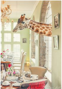 Breakfast Time, Giraffe Manor, Kenya