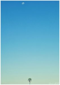 Products: Palm Tree and Moon, Botswana