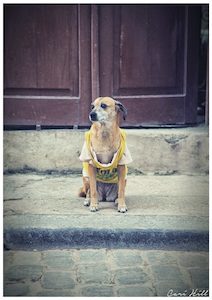 WatchDog, Havana, Cuba