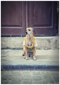 Products: WatchDog, Havana, Cuba