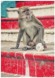 Cheeky, Batu Caves, Kuala Lumpur