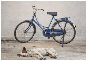 Dog and Bike, Pondicherry, India
